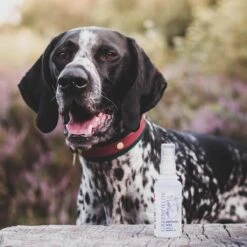 Hondenparfum Spray In 4 Geuren - Greenfields - Alchoholvrije En PH Neutrale Formule Tegen Onaangename Geurtjes - 50ml - Exotic 34 Hondenparfum Spray In 4 Geuren - Greenfields - Alchoholvrije En PH Neutrale Formule Tegen Onaangename Geurtjes - 50ml - Exotic -Hondenproducten 1200x1200 651