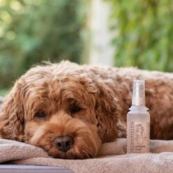 Hondenparfum Spray In 4 Geuren - Greenfields - Alchoholvrije En PH Neutrale Formule Tegen Onaangename Geurtjes - 50ml - Wild 26 Hondenparfum Spray In 4 Geuren - Greenfields - Alchoholvrije En PH Neutrale Formule Tegen Onaangename Geurtjes - 50ml - Wild -Hondenproducten 1200x1200 658