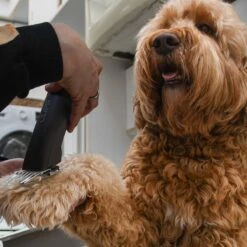 Clipr Ultimate 2-speed Hondentondeuse Op Accu 14 Clipr Ultimate 2-speed Hondentondeuse Op Accu -Hondenproducten 1200x1200 667