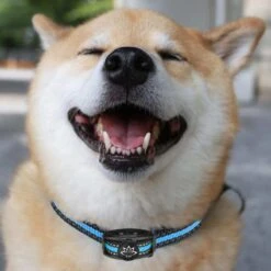 Premium Anti Blafband Apparaat Om Je Hond Snel En Effectief Te Laten Stoppen Met Blaffen - Diervriendelijke Opvoedingshalsband Zonder Schok - Trainingshalsband Voor Grote En Kleine Honden - Anti Blaf Apparaat - Correctie Halsband -Hondenproducten 1200x1200 933