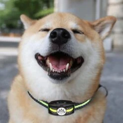 Premium Anti Blafband - Diervriendelijke Opvoedingshalsband Zonder Schok - Trainingshalsband Voor Grote En Kleine Honden - Anti Blaf Band - Correctie Halsband 19 Premium Anti Blafband - Diervriendelijke Opvoedingshalsband Zonder Schok - Trainingshalsband Voor Grote En Kleine Honden - Anti Blaf Band - Correctie Halsband -Hondenproducten 1200x1200 966