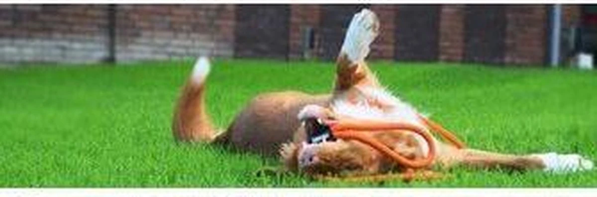 Rebel Petz - Honden Trainingslijn Met Halsband - Taupe, Zwart, Groen & Oranje - Maat Small Of Large - Kleur: Zwart, Maat: Large 13 Rebel Petz - Honden Trainingslijn Met Halsband - Taupe, Zwart, Groen & Oranje - Maat Small Of Large - Kleur: Zwart, Maat: Large - Afbeelding 11