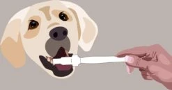 Aedogz Tandsteen Verwijder Spons Hond & Kat - Verwijdert Tandsteen, Aanslag En Vlekken - Verfrist De Adem Voorkomt Tandvleesproblemen. -Hondenproducten 1200x632 1