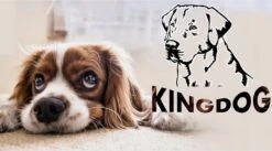Kingdog - Groot Honden- En Kattenbed | Dierenmand 100 X 75 | Groen - Maat L -Hondenproducten 1200x665 1