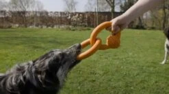 Beeztees Sumo Team - Hondenspeelgoed - Groen - 25x15x7,5 Cm -Hondenproducten 1200x669