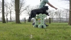 Dog Agility Set Indoor En Outdoor - Honden Trainingsset - -Hondenproducten 1200x674 7