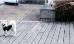 Hondenriem-Looplijn-Zwart/Grijs-8 Meter Oprol-Hond Lijn-Automatisch Rollijn 22 Hondenriem-Looplijn-Zwart/Grijs-8 Meter Oprol-Hond Lijn-Automatisch Rollijn -Hondenproducten 1200x703