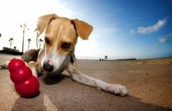 Kong Kauwbot - Hondenspeelgoed - Rood - L -Hondenproducten 1200x771 6