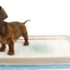 EasyPets Padhouder Honden Toilet -Hondenproducten 1200x780 1