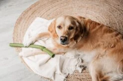 Beeztees Sumo Fit Stick - Hondenspeelgoed - Rubber - Oranje - 50 Cm -Hondenproducten 1200x793 5