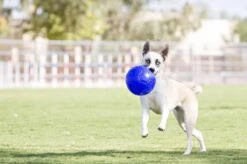Jolly Pets Jolly Soccer Ball – Hondenspeelgoed – Apporteerspeelgoed– Jollyflex Stevig Kunststof – Drijvend Hondenspeeltje – Ø15cm – Licht Blauw -Hondenproducten 1200x796 7