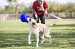 Jolly Pets Jolly Soccer Ball – Hondenspeelgoed – Hondenspeeltjes Voor Binnen En Buiten – Hondenbal Voor Honden – Hondenvoetbal – Jollyflex Stevig Kunststof – Drijvend Hondenspeeltje – Ø20cm – Licht Blauw -Hondenproducten 1200x797 10