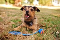 Chuckit! Ultra Ball M – Honden Speelgoed – Hondenbal– Drijft Op Water – Stuitert – Veilig Voor Gebit – Honden Bal – Ideaal Met De Ballenwerper – Ø 6cm – Oranje/Blauw – Hondenspeeltjes– 4-Pack -Hondenproducten 1200x797 11