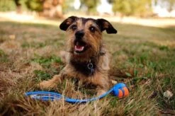 Chuckit! Chuckit Ultra Ball Hondenspeelgoed - Oranje - M - 2 Ballen - Ø 6cm -Hondenproducten 1200x797 3