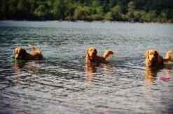 Chuckit! Chuckit Ultra Ball - XXL - 11 Cm 19 Chuckit! Chuckit Ultra Ball - XXL - 11 Cm -Hondenproducten 1200x797 5