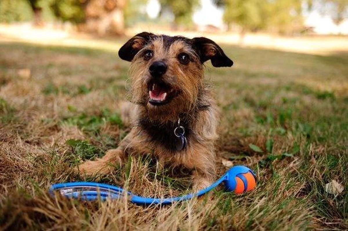 Chuckit! Ultra Ball XL – Honden Speelgoed – Ø 9 Cm – Oranje/Blauw – Apporteerspeelgoed – 1-Pack 13 Chuckit! Ultra Ball XL – Honden Speelgoed – Ø 9 Cm – Oranje/Blauw – Apporteerspeelgoed – 1-Pack - Afbeelding 11