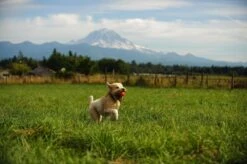 Chuckit! Ultra Ball XL – Honden Speelgoed – Ø 9 Cm – Oranje/Blauw – Apporteerspeelgoed – 1-Pack 23 Chuckit! Ultra Ball XL – Honden Speelgoed – Ø 9 Cm – Oranje/Blauw – Apporteerspeelgoed – 1-Pack -Hondenproducten 1200x798 11