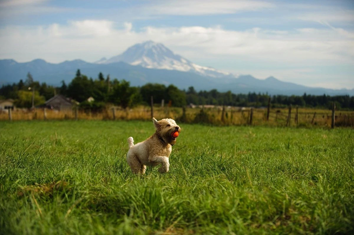 Chuckit! Ultra Ball XL – Honden Speelgoed – Ø 9 Cm – Oranje/Blauw – Apporteerspeelgoed – 1-Pack 9 Chuckit! Ultra Ball XL – Honden Speelgoed – Ø 9 Cm – Oranje/Blauw – Apporteerspeelgoed – 1-Pack - Afbeelding 7