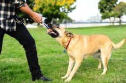 Chuckit! Chuckit Ultra Tug – Hondenspeelgoed - Blauw/Oranje – Large - ø 7 Cm -Hondenproducten 1200x798 16