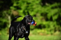 Chuckit! Chuckit Ultra Tug – Hondenspeelgoed - Blauw/Oranje – Large - ø 7 Cm -Hondenproducten 1200x798 17