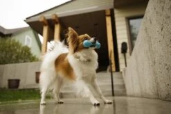 West Paw Zogoflex Hurley - Super Sterk Kauwbot Voor Honden - Kleur: Blauw, Maat: Large 14 West Paw Zogoflex Hurley - Super Sterk Kauwbot Voor Honden - Kleur: Blauw, Maat: Large -Hondenproducten 1200x798 22