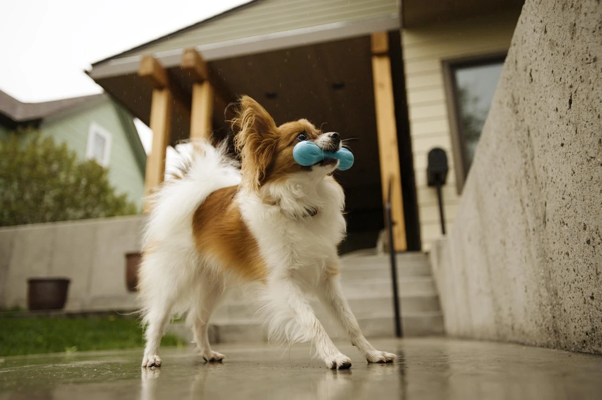 West Paw Zogoflex Hurley - Super Sterk Kauwbot Voor Honden - Kleur: Blauw, Maat: Large 5 West Paw Zogoflex Hurley - Super Sterk Kauwbot Voor Honden - Kleur: Blauw, Maat: Large - Afbeelding 3