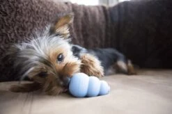 Kong Puppy - Hondenspeelgoed - Assorti - L -Hondenproducten 1200x799 17