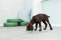 Trixie Junior Likplaat Mintgroen (15X15 CM) -Hondenproducten 1200x799 19