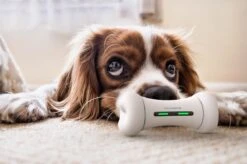 Wickedbone - Automatisch, Interactief En Intelligent Speelgoed Voor Honden - App & Bluetooth Bestuurbaar - USB Oplaadbaar 15 Wickedbone - Automatisch, Interactief En Intelligent Speelgoed Voor Honden - App & Bluetooth Bestuurbaar - USB Oplaadbaar -Hondenproducten 1200x799 21