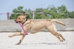 Kong Safestix Small - Kauwspeelgoed - 300mm X 88mm X 62mm - Multi -Hondenproducten 1200x799 27