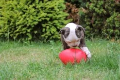 Jolly Pets Jolly Egg Hondenspeelgoed – Stevige Hondenbal - Gemaakt Van Extreem Duurzaam Kunststof - Geschikt Voor De Kleinere Hond – Weerbestendig - 20cm – Rood -Hondenproducten 1200x799 29
