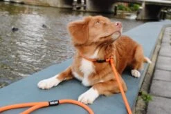 Rebel Petz - Honden Trainingslijn Met Halsband - Taupe, Zwart, Groen & Oranje - Maat Small Of Large - Kleur: Taupe, Maat: Large -Hondenproducten 1200x800 1