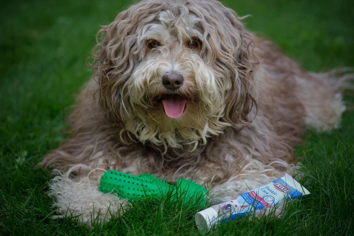 Tandenborstel + TANDPASTA Hond Melk Geur Smaak En Piep Honden Speelgoed - Cactus Dog Toy Tandverzorging Kauwbotten Hondenspeelgoed Hondenbot Kauwstaaf Tanden Puppy Hondenspeeltje Sterk Kauwspeelgoed - Dutchwide 12 Tandenborstel + TANDPASTA Hond Melk Geur Smaak En Piep Honden Speelgoed - Cactus Dog Toy Tandverzorging Kauwbotten Hondenspeelgoed Hondenbot Kauwstaaf Tanden Puppy Hondenspeeltje Sterk Kauwspeelgoed - Dutchwide - Afbeelding 10