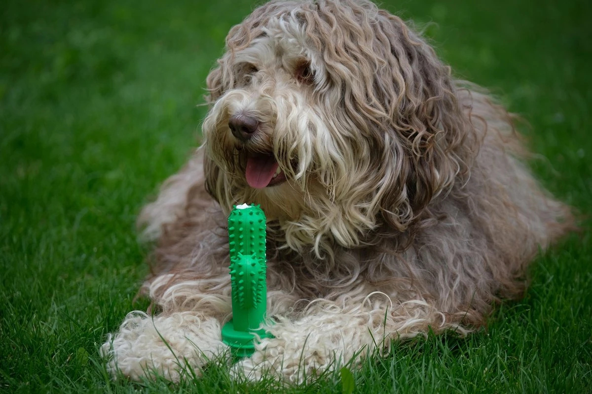 Tandenborstel + TANDPASTA Hond Melk Geur Smaak En Piep Honden Speelgoed - Cactus Dog Toy Tandverzorging Kauwbotten Hondenspeelgoed Hondenbot Kauwstaaf Tanden Puppy Hondenspeeltje Sterk Kauwspeelgoed - Dutchwide 13 Tandenborstel + TANDPASTA Hond Melk Geur Smaak En Piep Honden Speelgoed - Cactus Dog Toy Tandverzorging Kauwbotten Hondenspeelgoed Hondenbot Kauwstaaf Tanden Puppy Hondenspeeltje Sterk Kauwspeelgoed - Dutchwide - Afbeelding 11