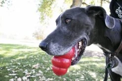 Kong Kauwbot - Hondenspeelgoed - Rood - L -Hondenproducten 1200x800 118