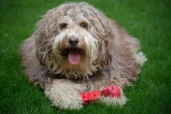 Kauwbot Hond Extra Sterk Kauwspeelgoed Melk Geur Smaak Honden Speelgoed - Rood Wit - Dutchwide -Hondenproducten 1200x800 120