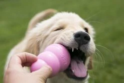 Kong Puppy - Hondenspeelgoed - Assorti - M -Hondenproducten 1200x800 129