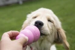 Kong Puppy - Hondenspeelgoed - Assorti - M -Hondenproducten 1200x800 130