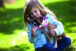 Kong Puppy - Hondenspeelgoed - Assorti - M -Hondenproducten 1200x800 132