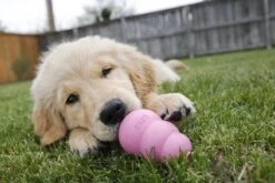 Kong Puppy - Kauwbot Hondenspeelgoed Small - Kauwbot - 85mm X 42mm - Groen/Wit -Hondenproducten 1200x800 138