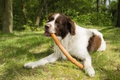 Beeztees Sumo Fit Stick - Hondenspeelgoed - Rubber - Oranje - 50 Cm -Hondenproducten 1200x800 144