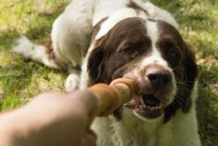 Beeztees Sumo Fit Stick - Hondenspeelgoed - Rubber - Oranje - 50 Cm -Hondenproducten 1200x800 145