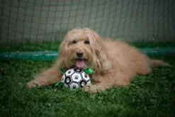 Honden Speelgoed Bal Voetbal Extra Sterk Met Handvaten Ball Hondenbal - 15 Cm - Dutchwide -Hondenproducten 1200x800 146
