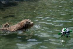 Honden Speelgoed Bal Voetbal Extra Sterk Met Handvaten Ball Hondenbal - 15 Cm - Dutchwide -Hondenproducten 1200x800 148