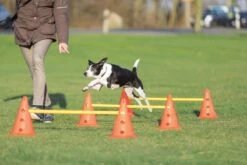 Trixie Dog Activity Hordenset - 3 ST -Hondenproducten 1200x800 156