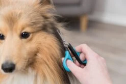 Trixie Gezicht- En Potenschaar Kunststof / Rvs 8 Cm -Hondenproducten 1200x800 17