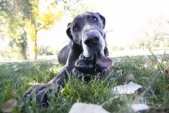 Kong Extreme - Hondenspeelgoed - Zwart - XL -Hondenproducten 1200x800 172