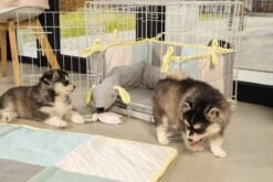 Beeztees Puppy Cosy Doggy - Hondenspeelgoed - Grijs - 120x12x9,5 Cm -Hondenproducten 1200x800 182