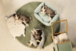 Beeztees Puppy Sjiepo - Hondenspeelgoed - Wit - 40x22x5 Cm -Hondenproducten 1200x800 183