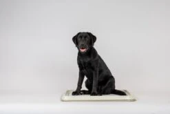 Easypets Puppy Training Pads - Zindelijkheidstraining - Hondentoilet - 60 X 60 Cm - 250 Stuks - INCL. PADHOUDER 8 Easypets Puppy Training Pads - Zindelijkheidstraining - Hondentoilet - 60 X 60 Cm - 250 Stuks - INCL. PADHOUDER -Hondenproducten 1200x800 32